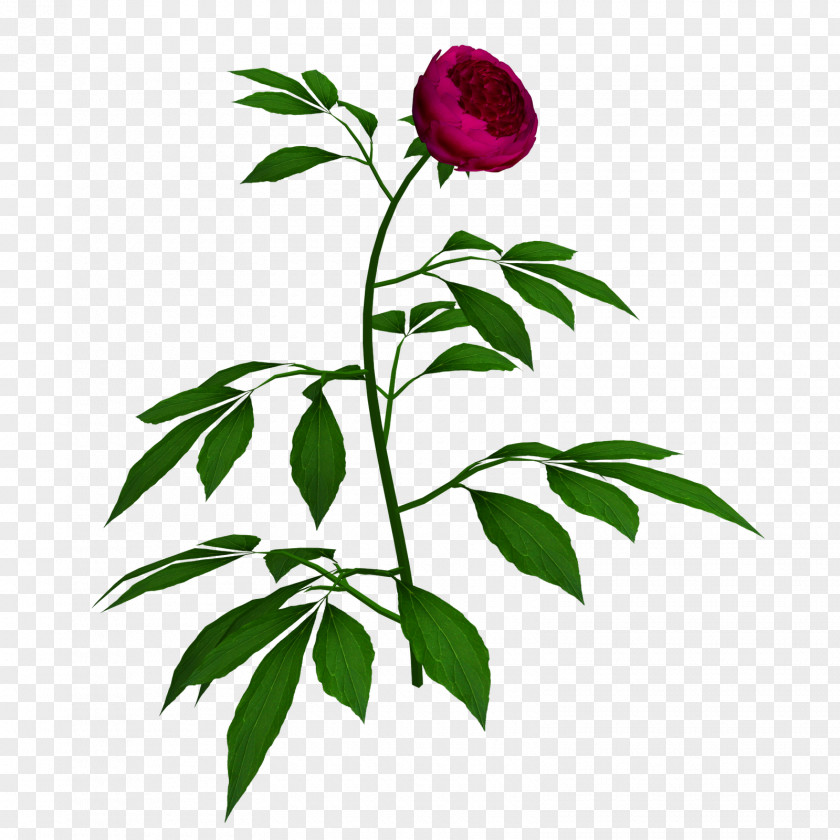 Creative Peony Google Images SafeSearch Clip Art PNG