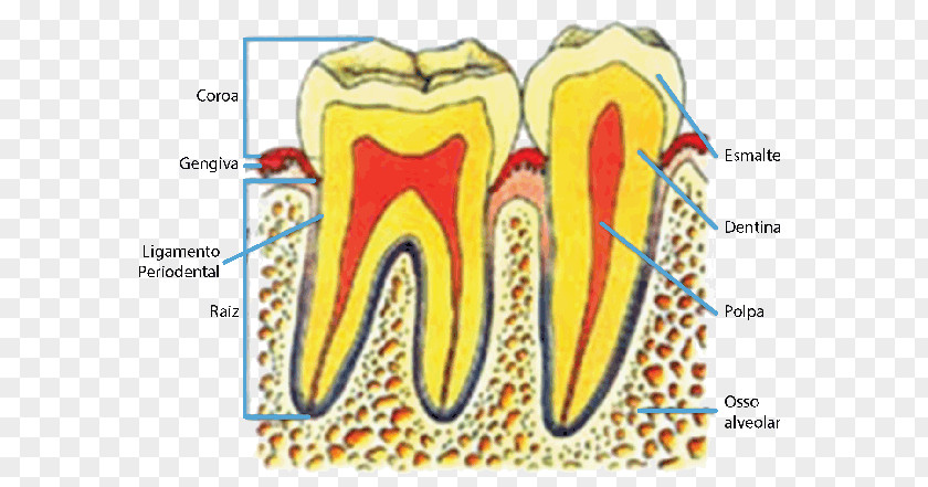 Anatomia Dentes Human Tooth Pulp Foggyökér Anatomy PNG