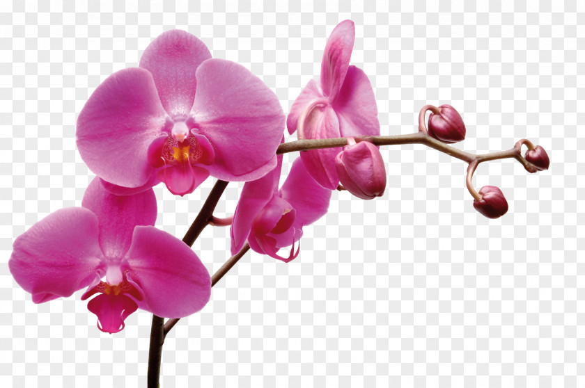 Blume Thai Orchids Co., Ltd. Moth Dendrobium ซอย พุทธบูชา 39 แยก 1-1 PNG
