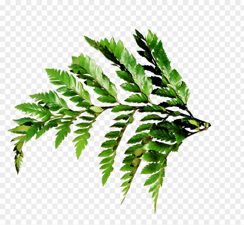 Green Leaf Border Weed Photography PNG