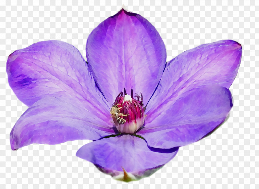 Lavender PNG