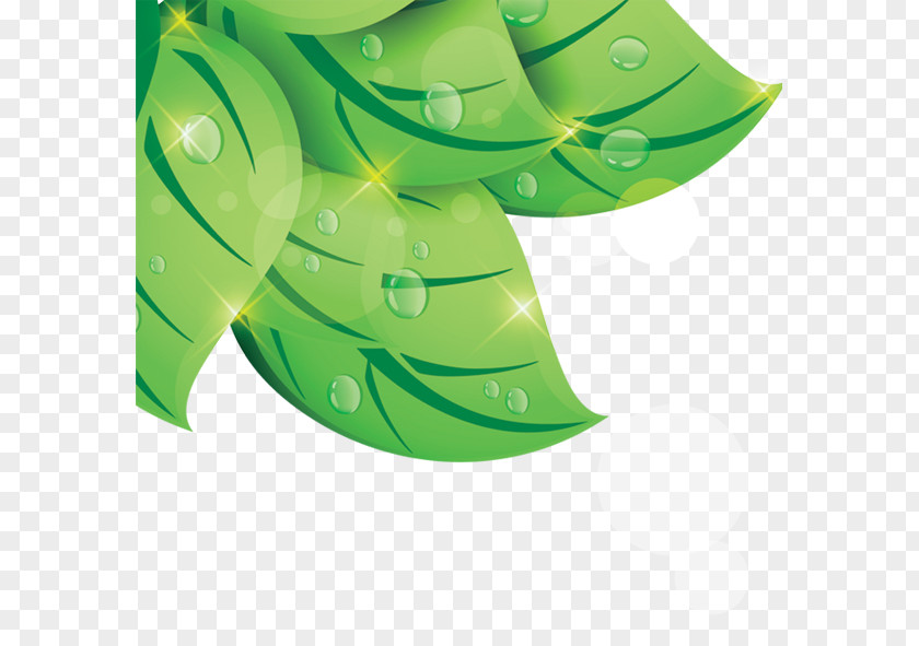 Leaf Green Drop PNG