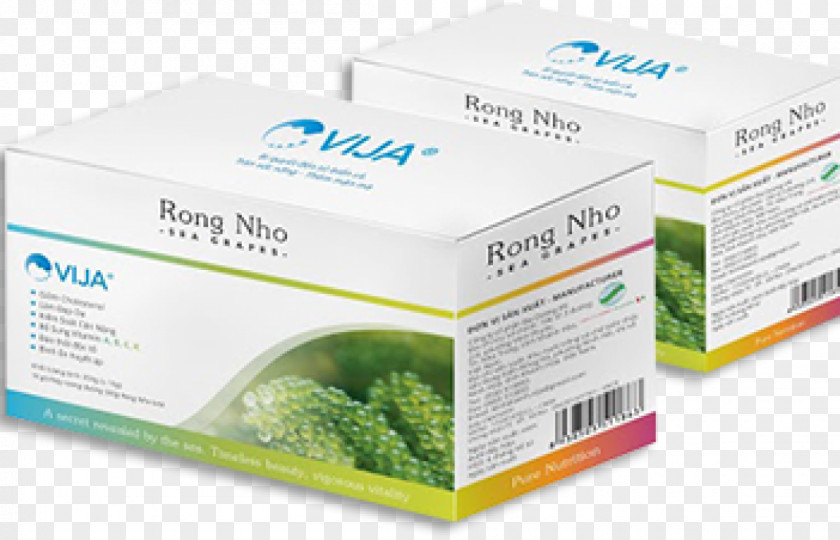 RONG Caulerpa Lentillifera Food Vietnam Seaweed Joint-stock Company PNG