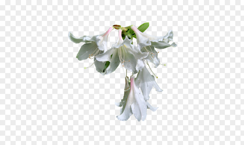 White Lily Clip Art PNG
