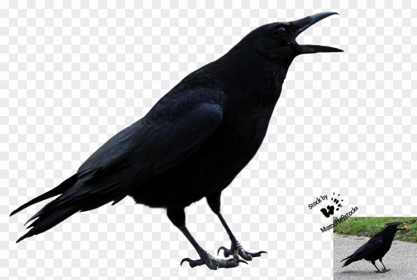 71 American Crow Rook New Caledonian Common Raven PNG