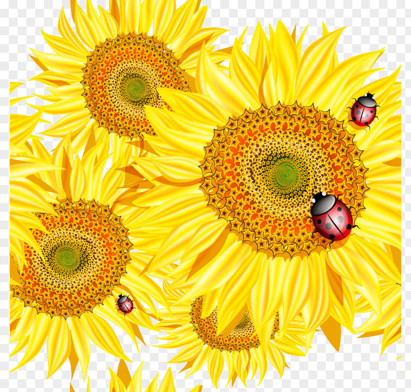Beautiful Sunflower With Ladybug Design Vector Material Common Bee Euclidean Clip Art PNG
