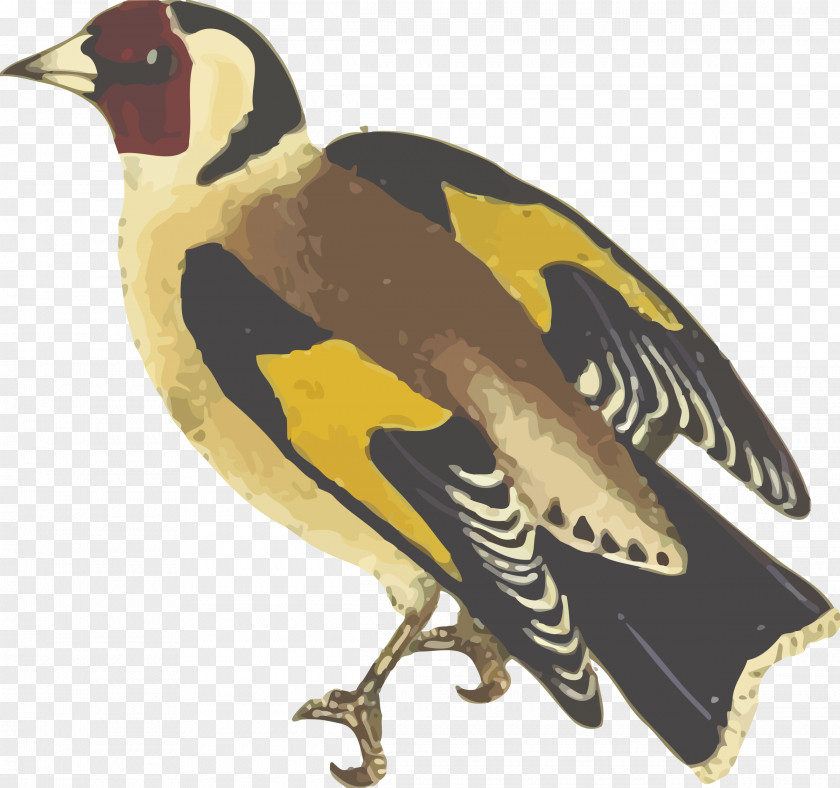 Birds European Goldfinch Bird Duck Clip Art PNG