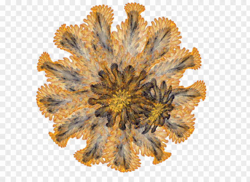 Chrysanthemum Google Bookmarks PNG