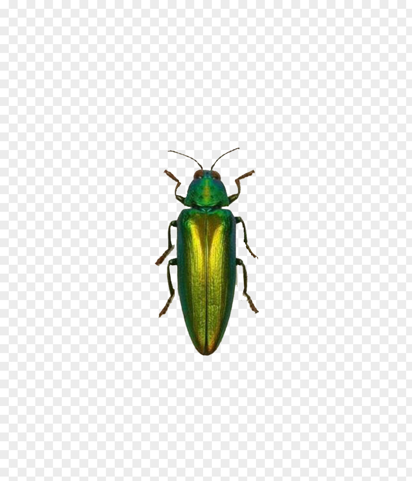 Green Insect Euclidean Vector PNG