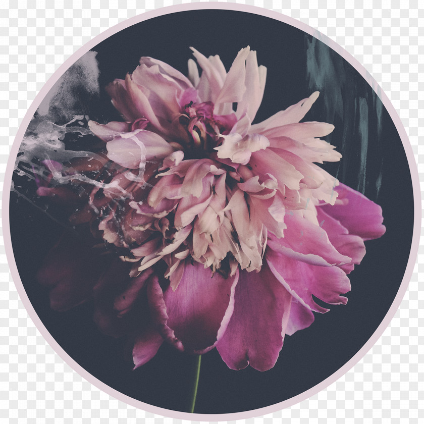 Peony Digital Photography Cut Flowers 24/7 PNG