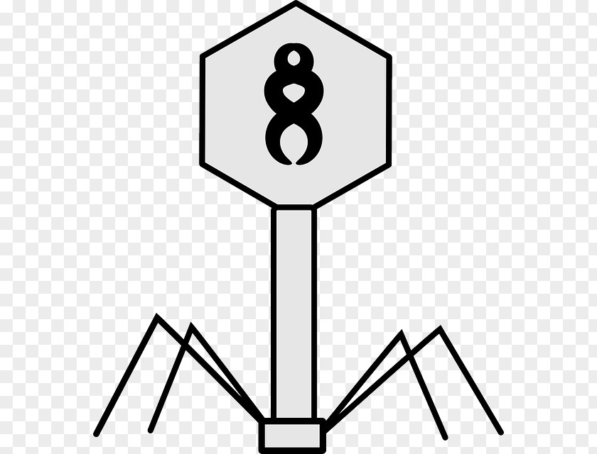 Biology Bacteriophage Lambda Phage Vector Bacteria PNG