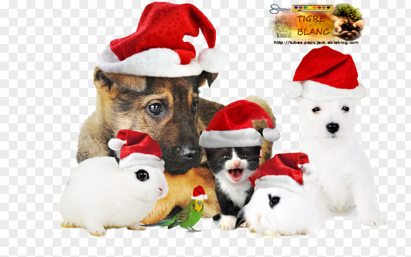 Cat Dog–cat Relationship Samoyed Dog Santa Claus Christmas PNG