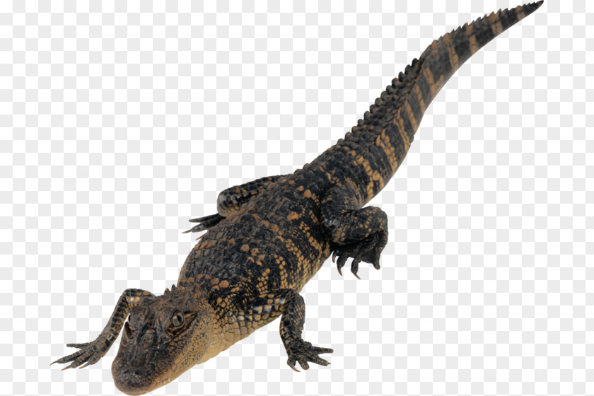 Crocodile Crocodiles Clip Art Agamas PNG