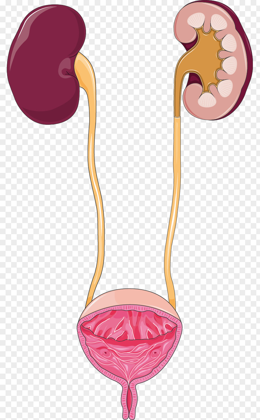 Kidney Urinary Tract Infection Excretory System Urine Bladder PNG