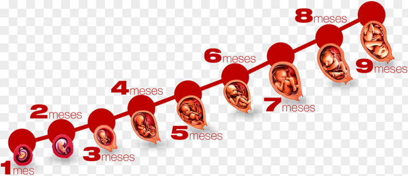 Pregnancy Gynaecology Infant Fetus PNG