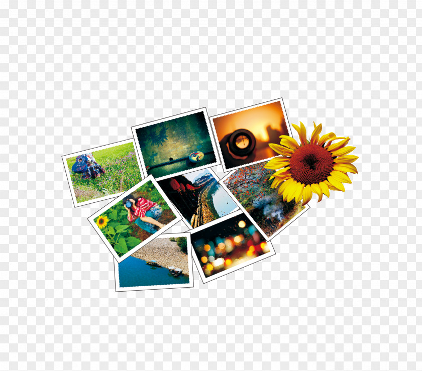 Sunflower Photo Wallpaper PNG