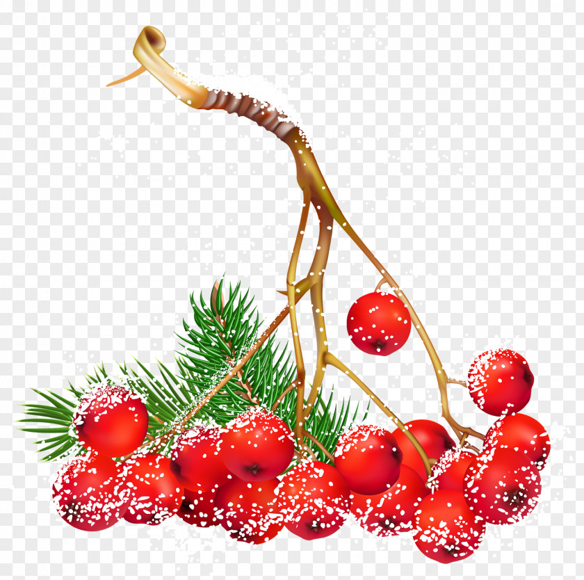 Berries Clip Art Christmas Day Image PNG