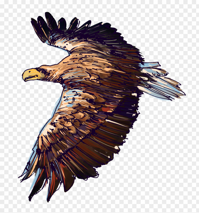 Lovely Fish Bird White-tailed Eagle Wildlife Bald Accipitriformes PNG