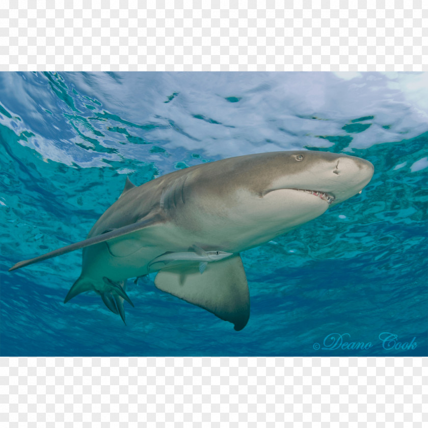 Shark Great White Tiger Lemon Remora PNG