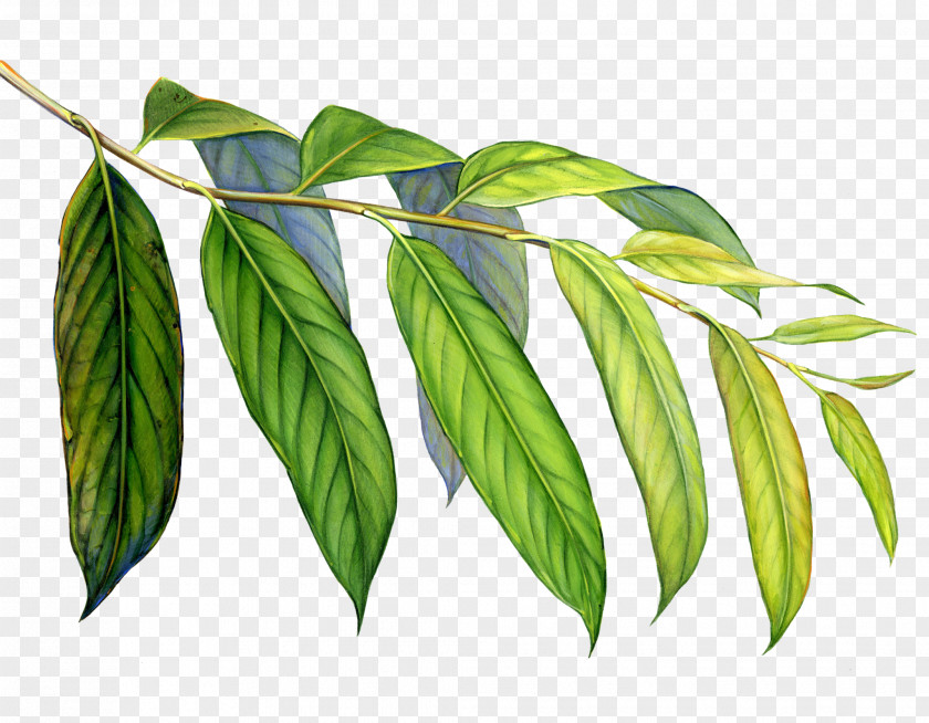 Tropical Plant Leaf Art Rainforest Welcome To The Colorful World Of Arp Frique PNG