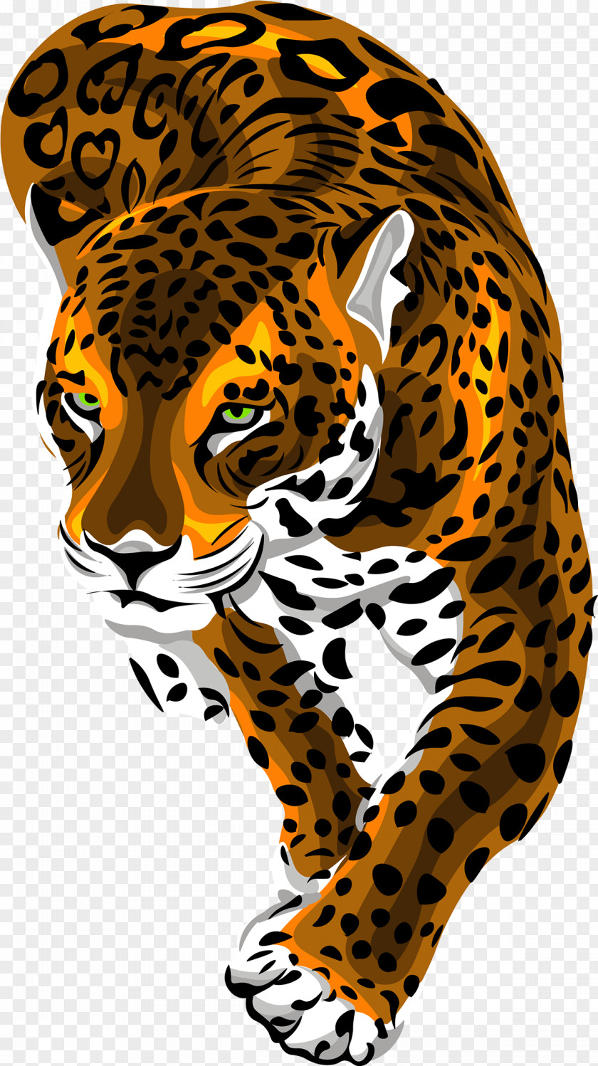 Whiskers Small To Mediumsized Cats Wildlife Cheetah Jaguar African Leopard Medium-sized PNG