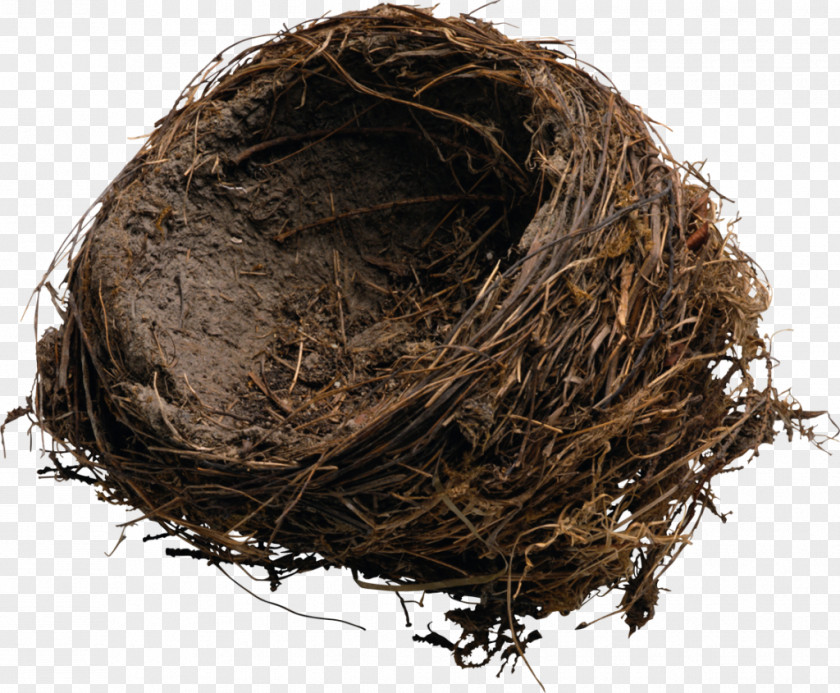 Bird Edible Bird's Nest Box PNG