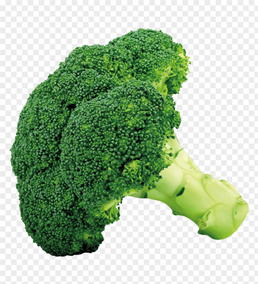 Broccoli Slaw Vegetable Clip Art PNG