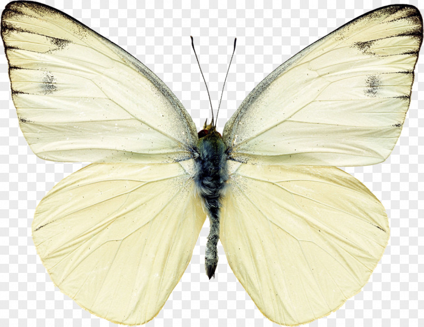 Butterfly Pieris Rapae White Clip Art PNG