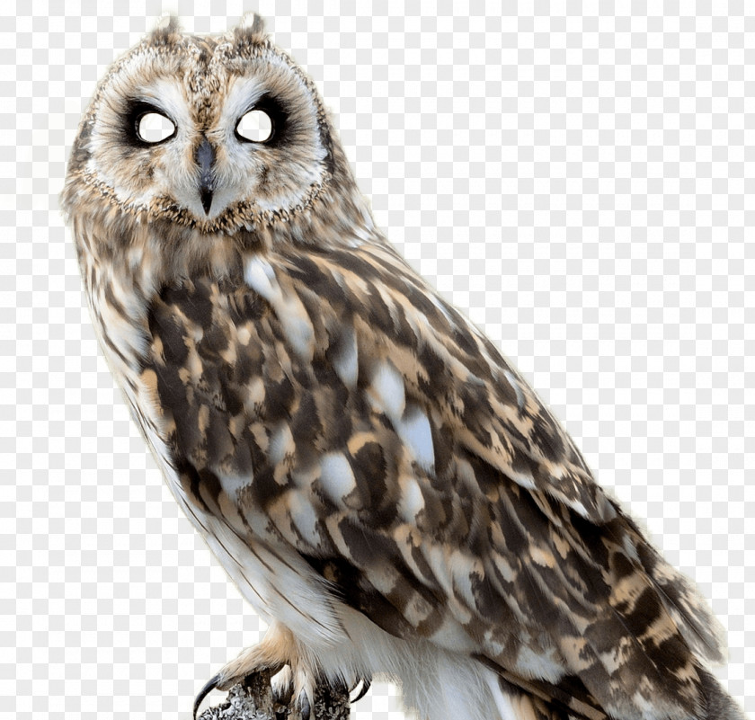 Creative Agency Advertising Marog Bird Owl Marketing PNG