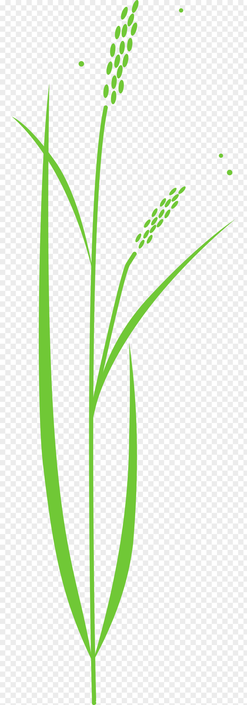 Rice Cereal Plant Clip Art PNG