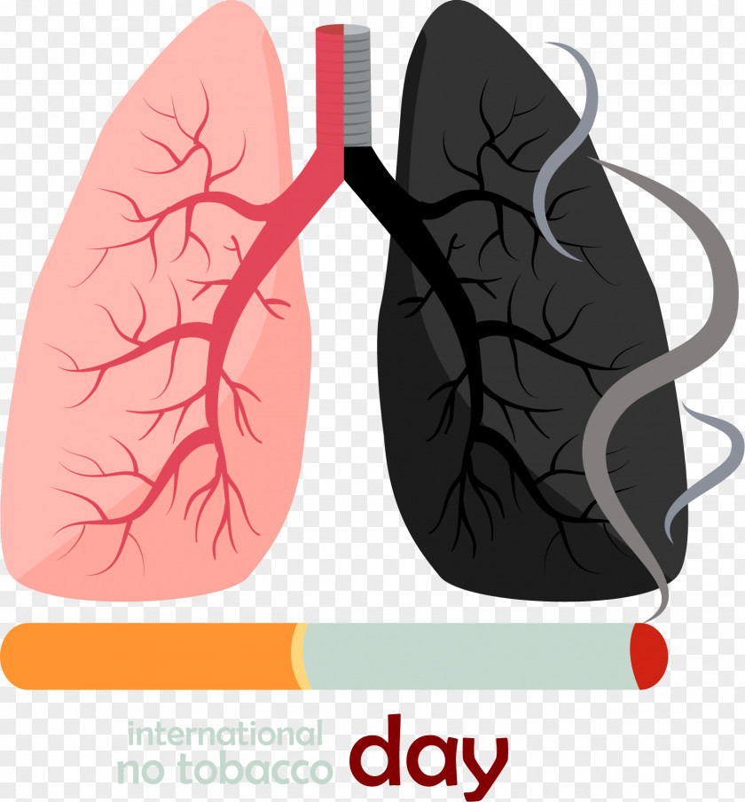 Smoking Is Harmful To Health Lung Euclidean Vector Cigarette PNG
