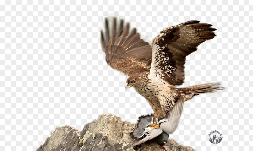 Eagle Hawk Faroz Pide & Akcaabat Kofte Salonu Buzzard Falcon PNG