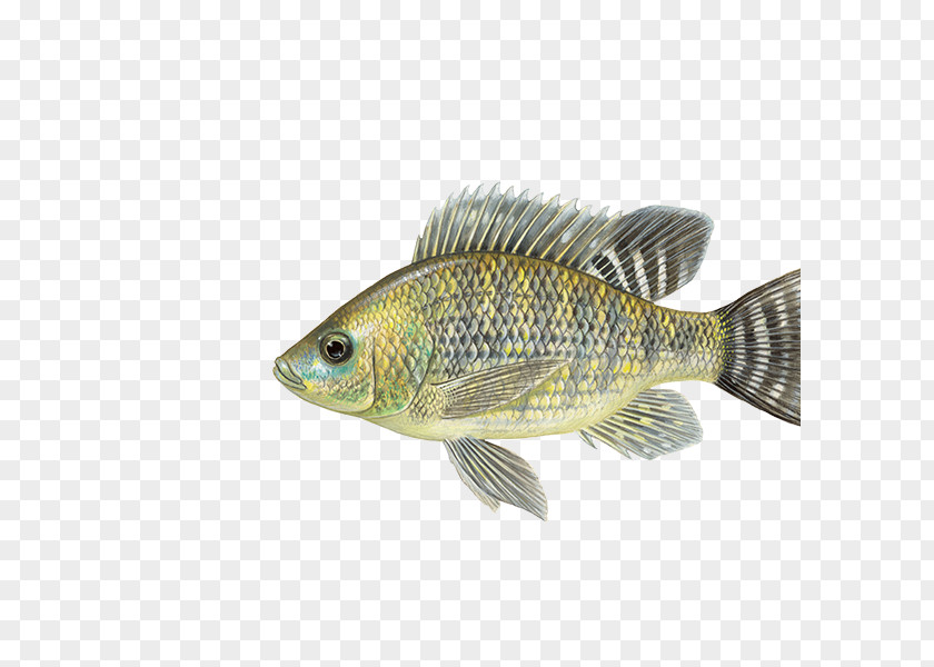 Fish Nile Tilapia Mozambique Oreochromis Aureus Cultivo De PNG