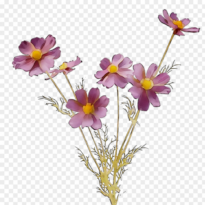 Garden Cosmos Standard Paper Size Annual Plant Scrapbooking PNG