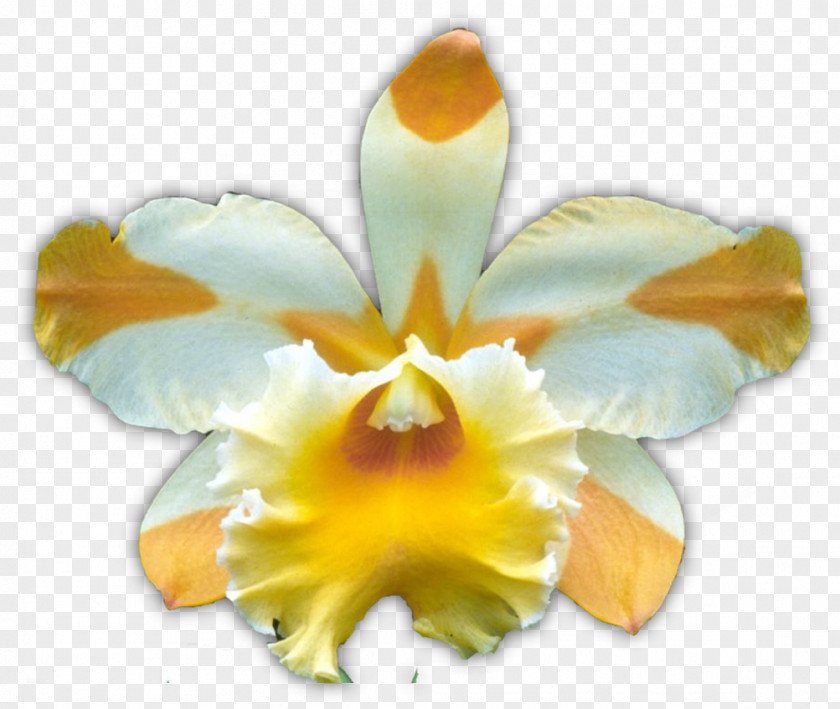 Orchids Dancing-lady Orchid Yellow Moth Flower Boat PNG