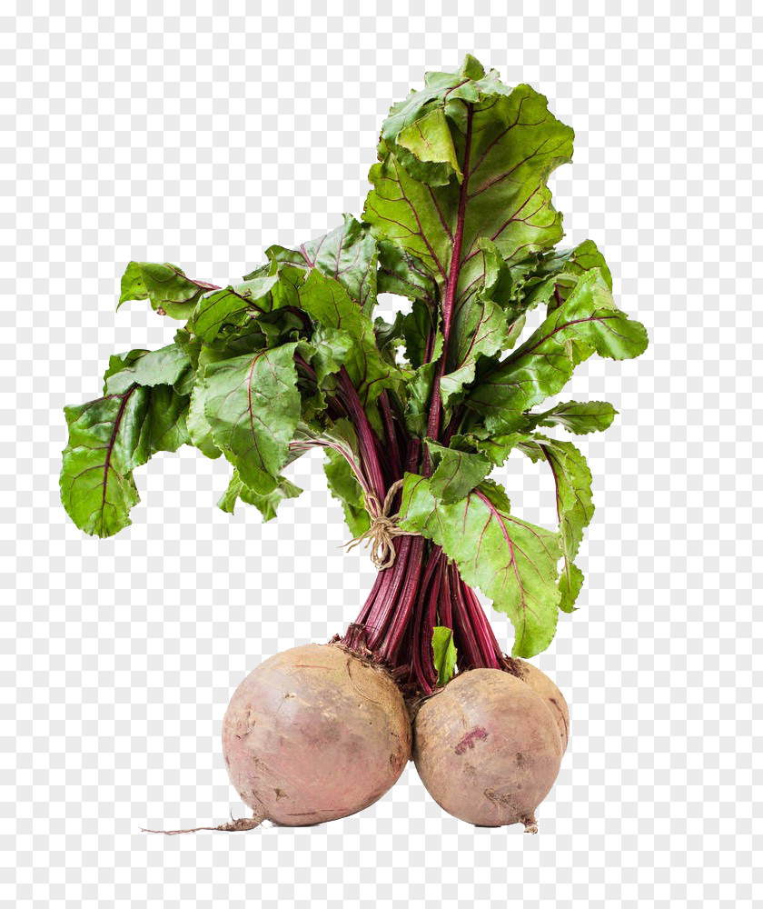 Organic Beets Are Free Of Charge Sugar Beet Mangelwurzel Chard Fodder Seed PNG