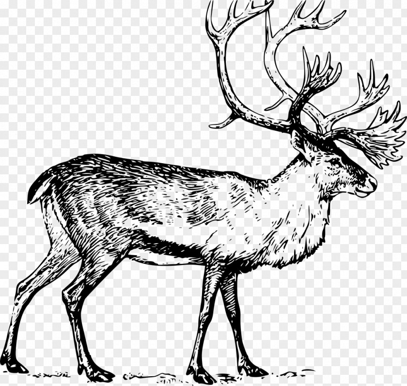 Reindeer White-tailed Deer Moose Drawing Clip Art PNG