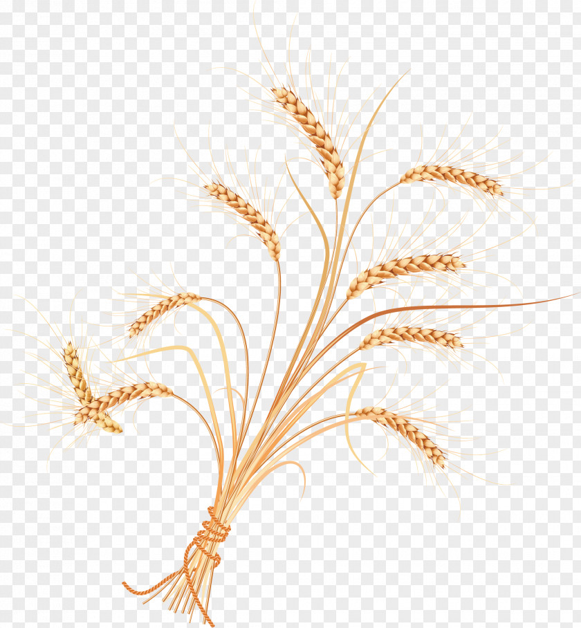 Vector Wheat Adobe Illustrator Illustration PNG