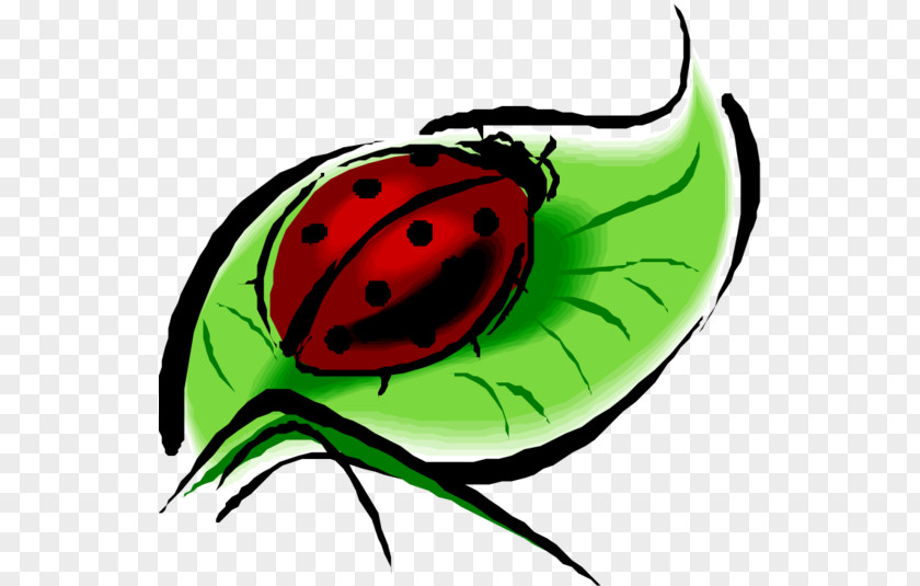 Beetle Ladybird Ladybug Photography Clip Art PNG