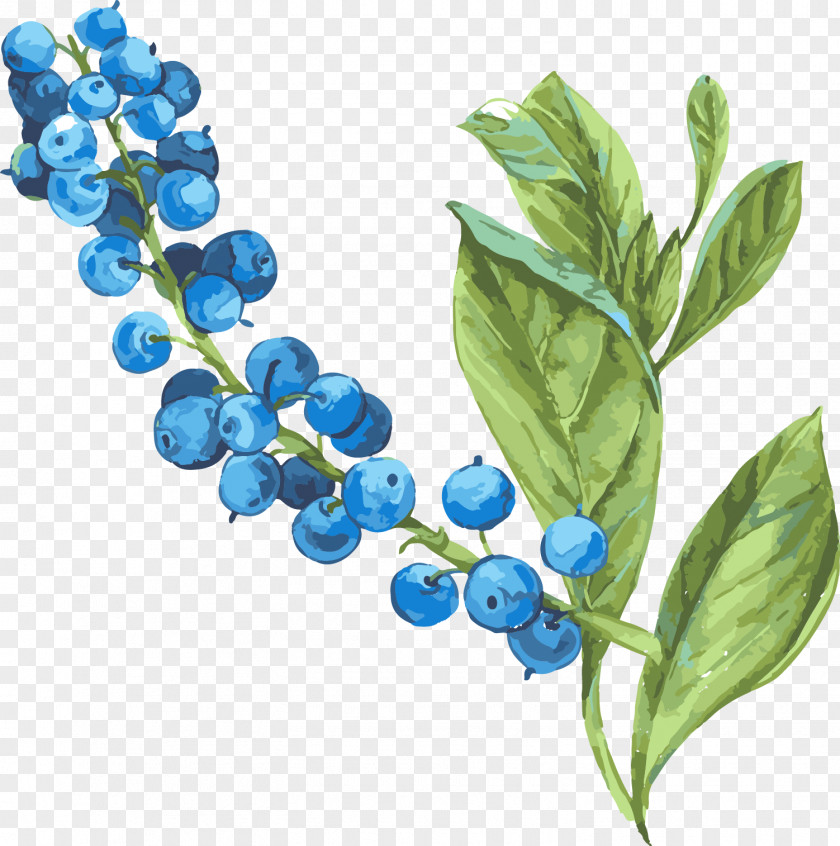 Blueberry Beach Rose Bilberry PNG