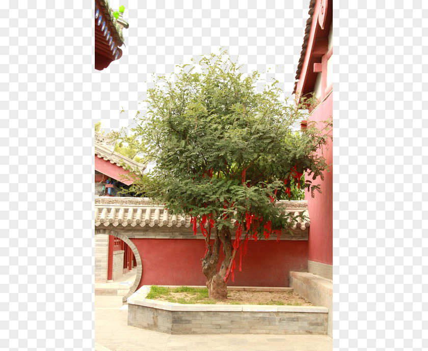 Corner Temple Trees Lam Tsuen Wishing PNG