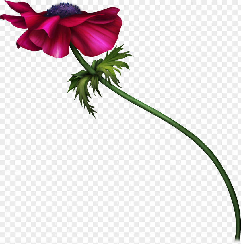 Flower Floral Design Anemone Cut Flowers Plant Stem PNG