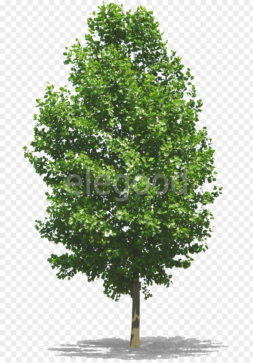 Flower Tree Woody Plant Photography PNG