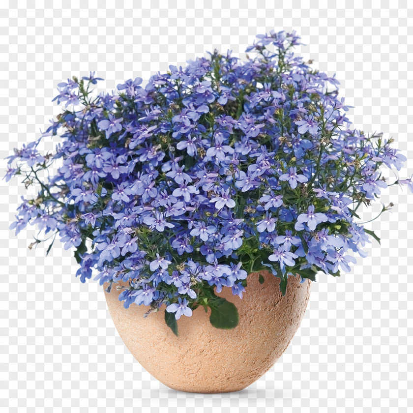 Hot Water Lobelia Erinus Seed Annual Plant Flower Garden PNG