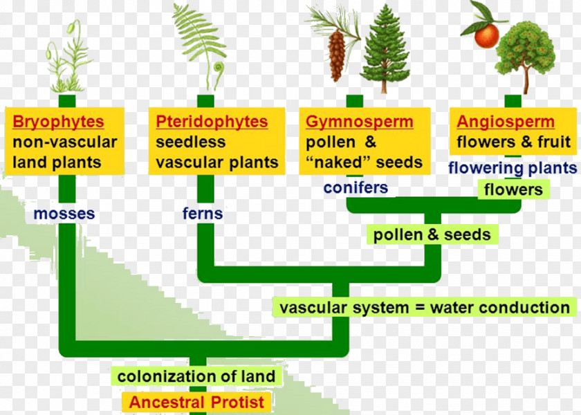 Plant Flowering Pteridophytes Gymnosperm Bryophyte PNG