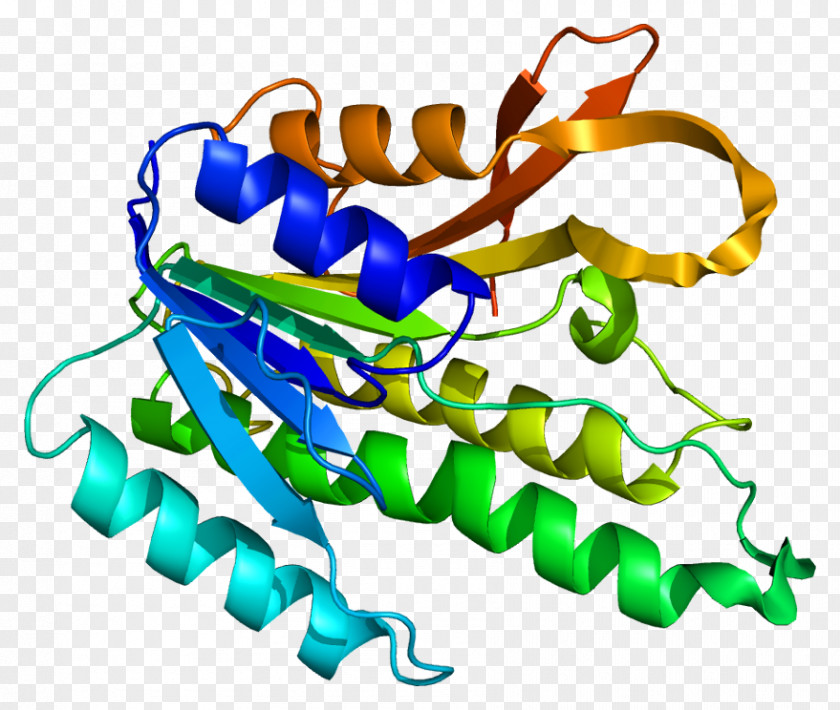 Protine QDPR Phenylalanine Hydroxylase Gene Tyrosine Tetrahydrobiopterin PNG