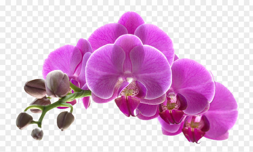 Purple Flowers Download Orchids Flower PNG