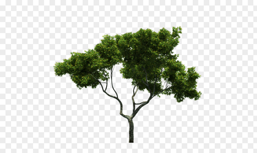 Tree Landscape Trunk Green PNG