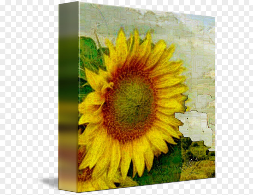 Watercolor Sunflower Paper Drawing MARY RUCKER ART Painting PNG
