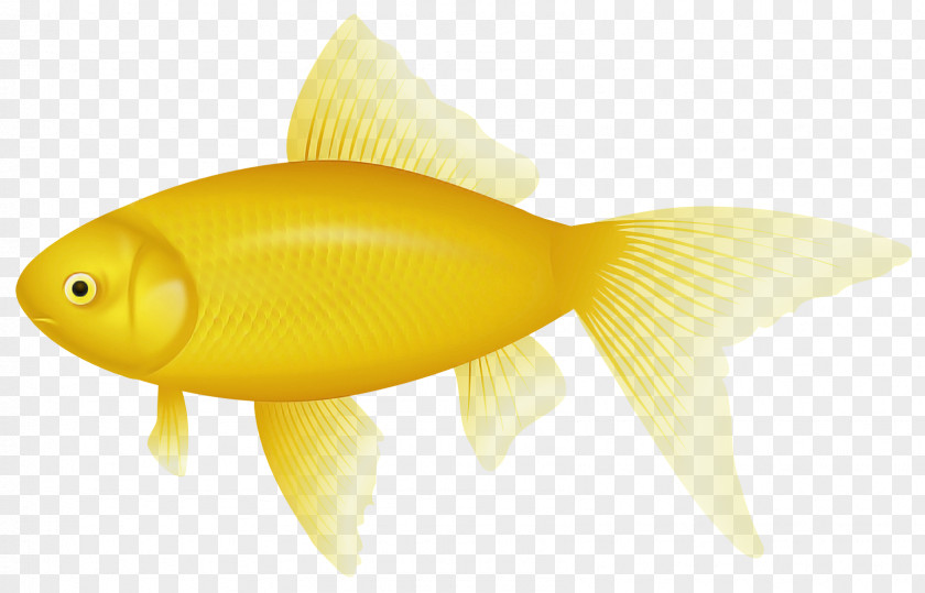 Fish Fin Yellow Goldfish PNG